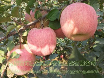 棲霞蘋果