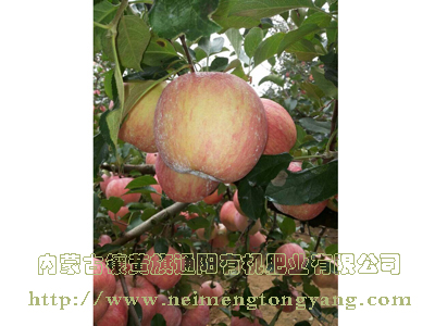 棲霞蘋果