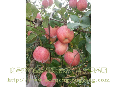 棲霞蘋果