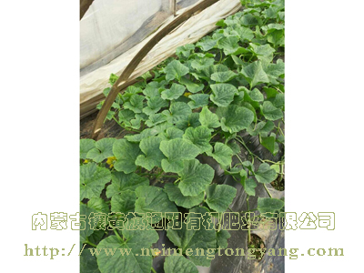 馬連莊甜瓜